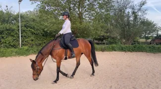 Zügel aus der hand kauen lassen