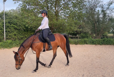 Zügel aus der hand kauen lassen